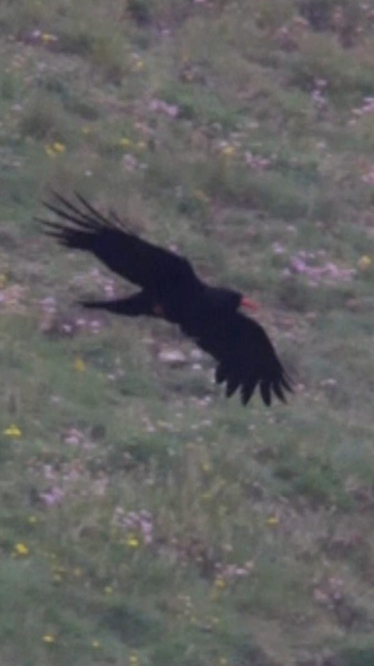 Record Chough Numbers Nest Along Cornwall Coast