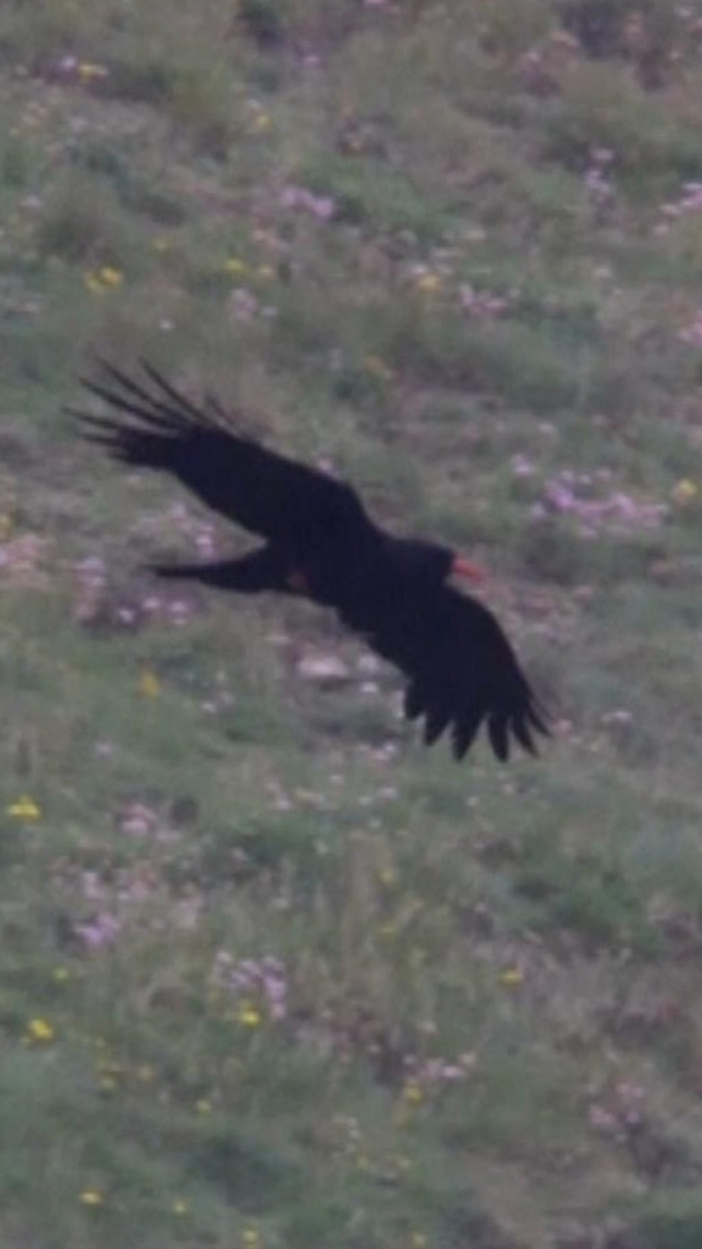 Record Chough Numbers Nest Along Cornwall Coast