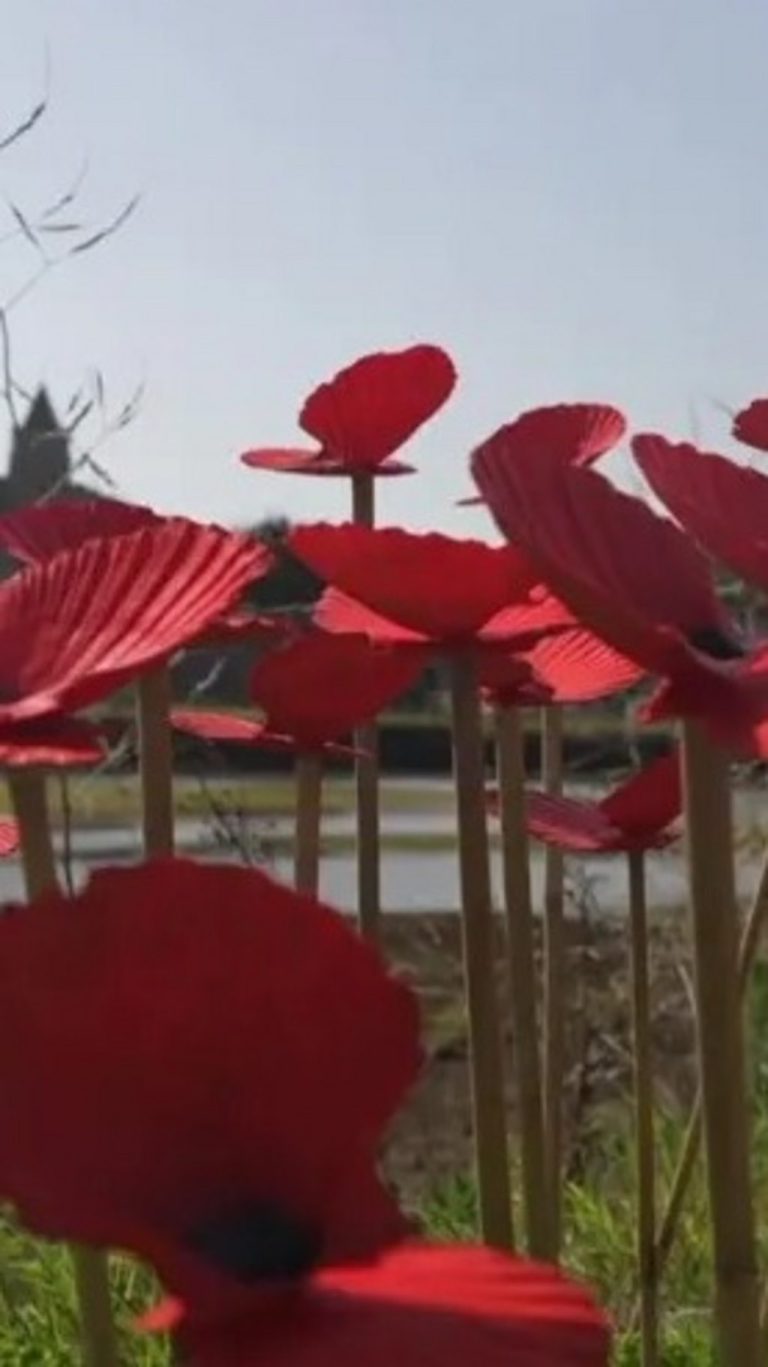 Cornwall's Scallop Shell Poppies Honour 9/11 Victims